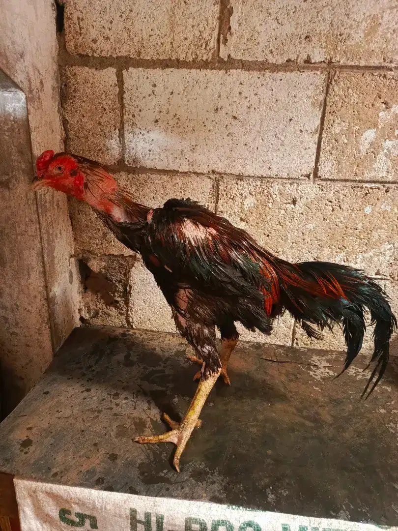 Pacek Ayam Bangkok