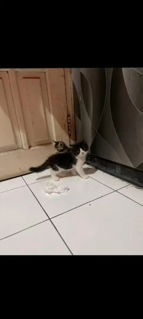 kitten persia, kucing