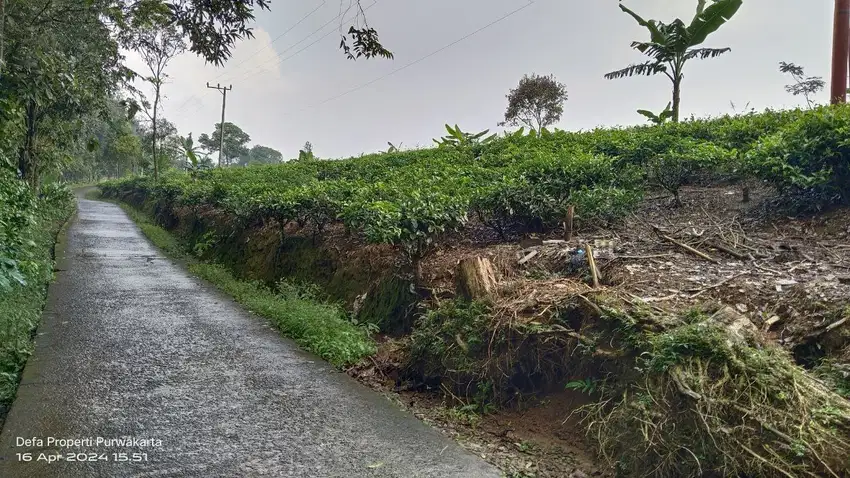 KEBUN TEH HIJAU  || 1 KM DARI JL. RAYA WANAYASA PURWAKARTA.