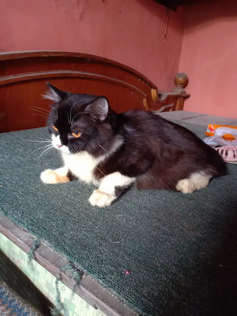 Kucing persia hitam putih