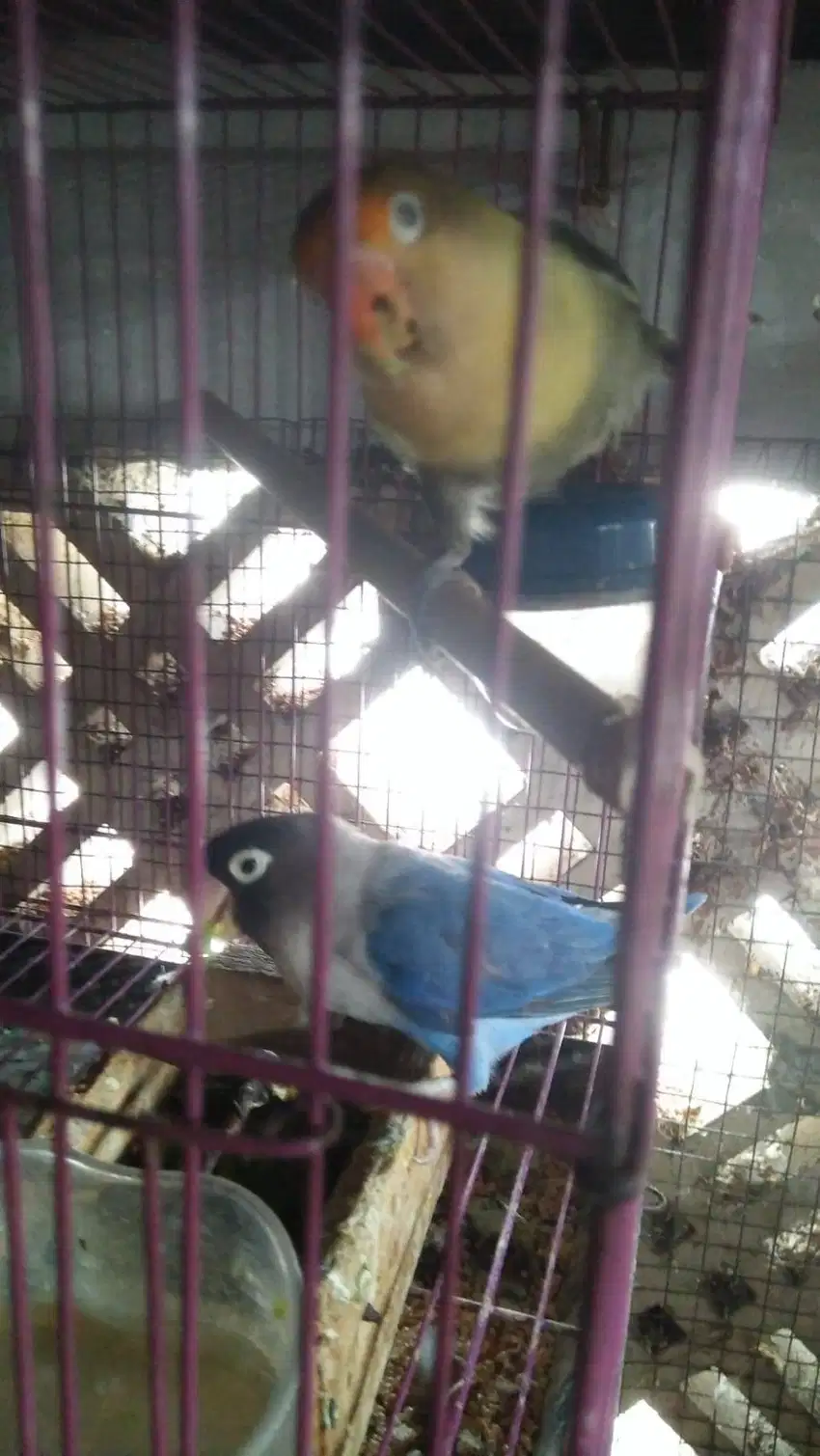 burung lovebird sepasang