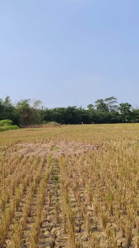 Dijual lahan Sawah kering Pinggir jalan raya sukamukti cikarang bekasi