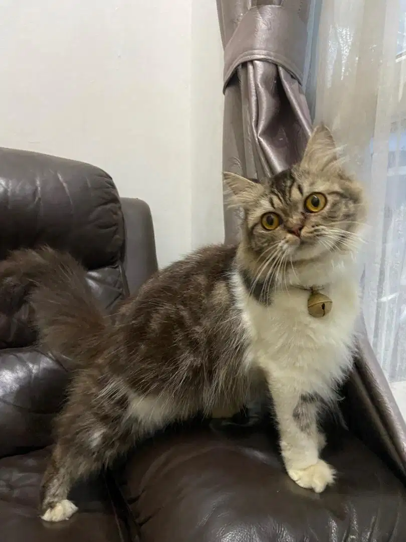 Kucing persia jantan dan betina