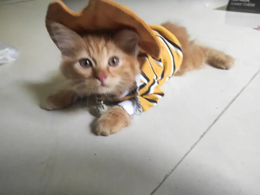 Anak kucing anggora