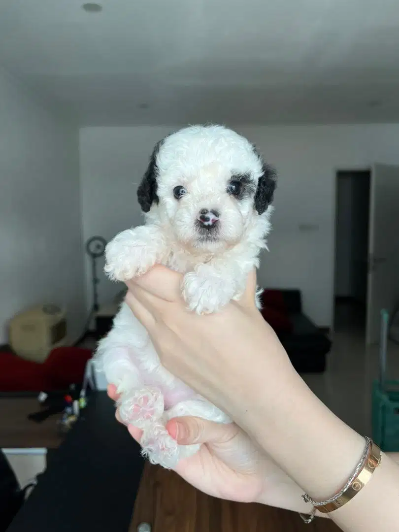 Toy Tiny Poodle Party Silver Jantan Betina Apricot