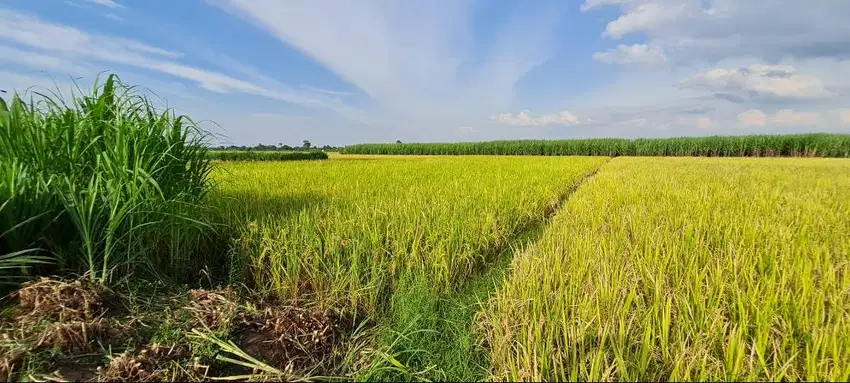 JUAL CEPAT Tanah Sawah subur produktif