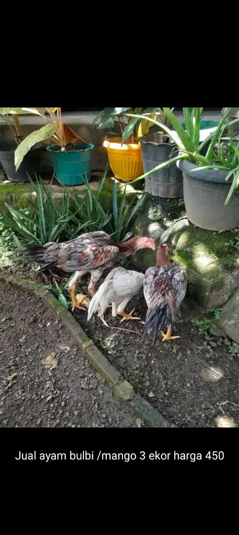 Jual ayam bulbi / mangon