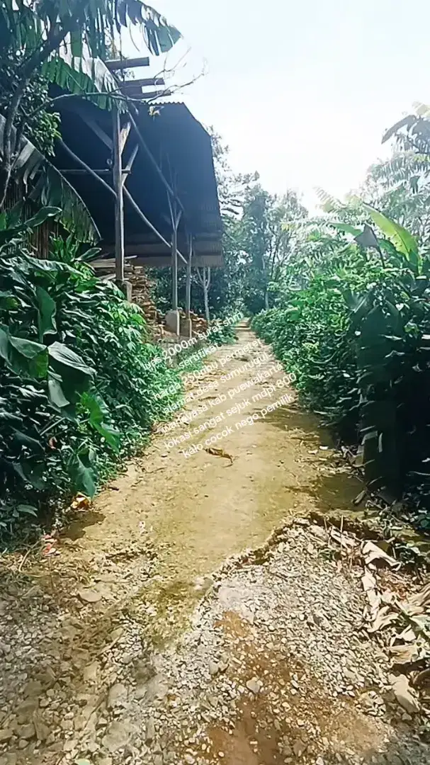 Tanah datar lokasi sangat sejuk