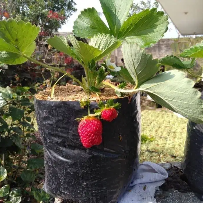 Bibit Tanaman Buah Strawberry - Harga Murah - Siap Tanam