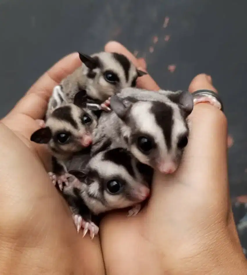 Sugar glider Ready banyak