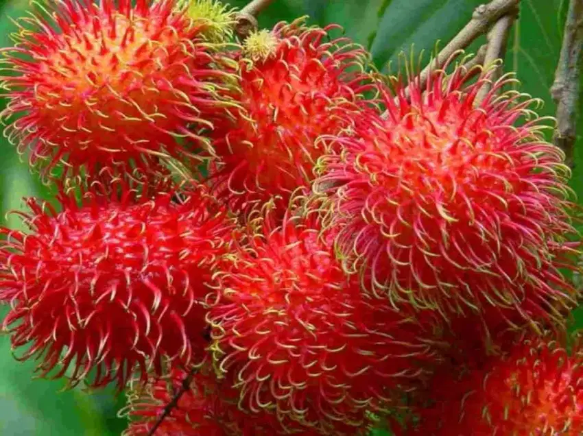 Bibit Tanaman Rambutan Binjai Super Manis Siap Tanam