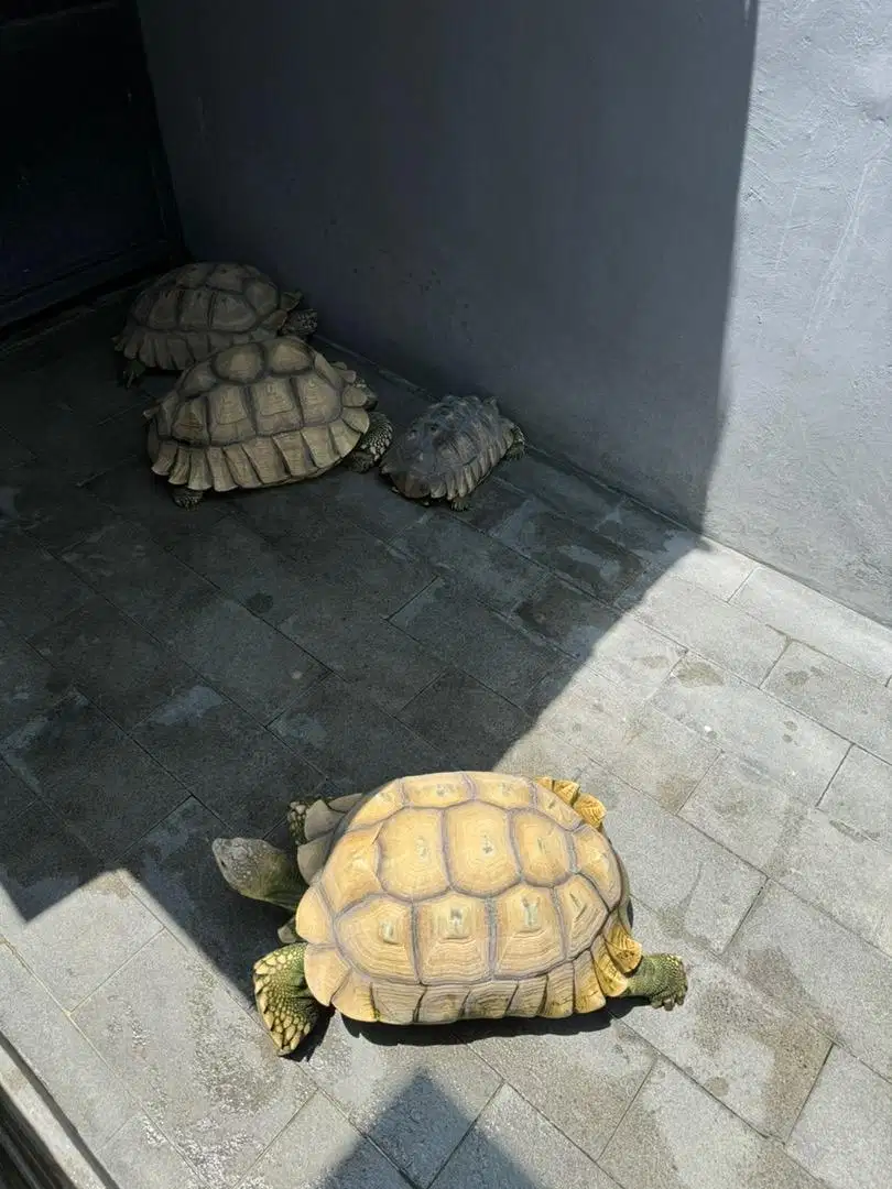 Jual sulcata borongan 4 ekor