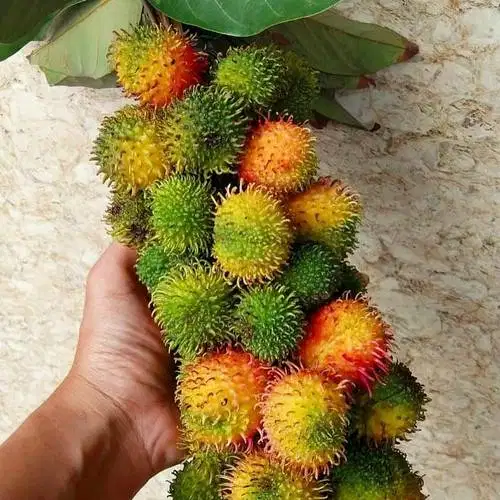 Bibit Tanaman Rambutan Rapiah Berdaging Tebal - Siap Tanam Harga Murah