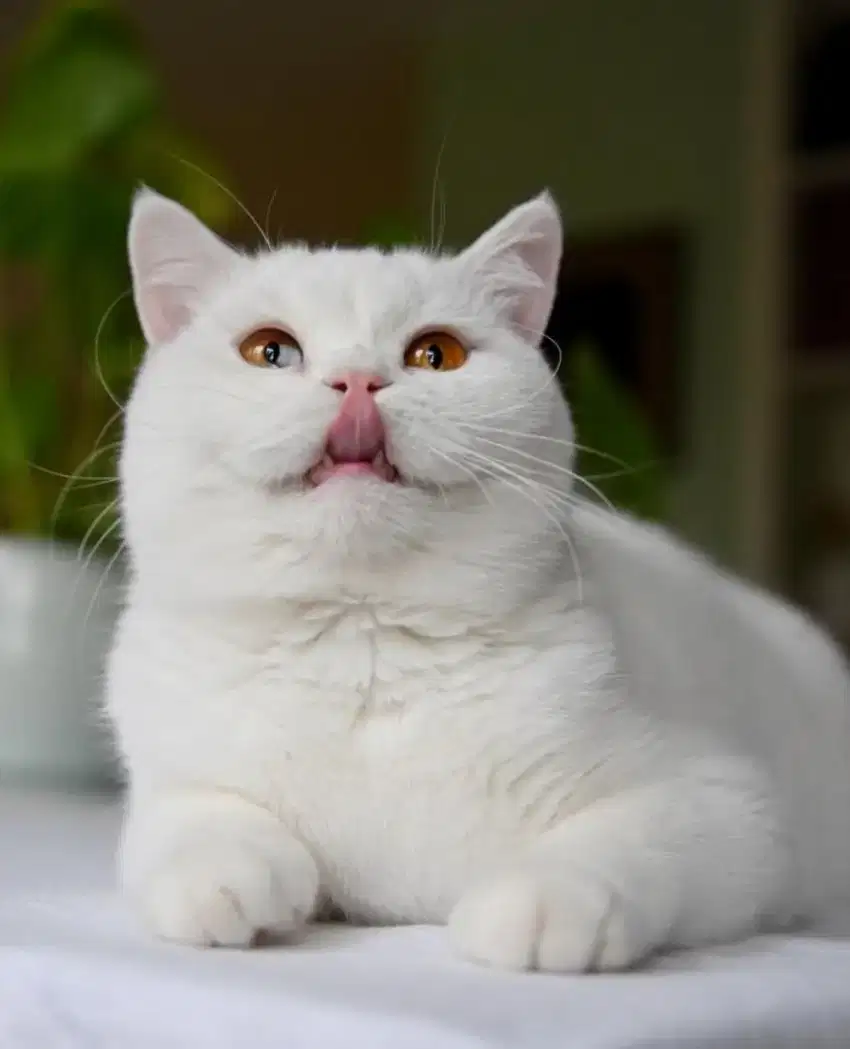 Munchkin British Shorthair