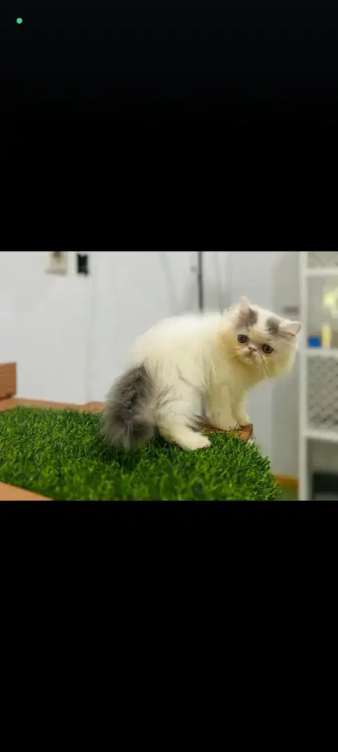 Kucing anggora persia ragdoll himalaya munchkin mainecoon