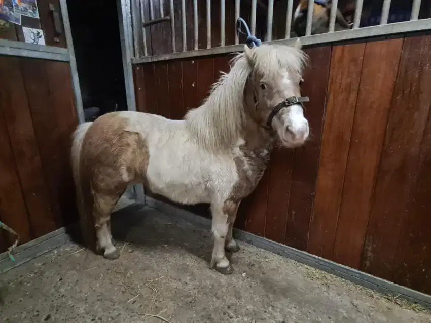 kuda poni impor kuda pony import asli mini