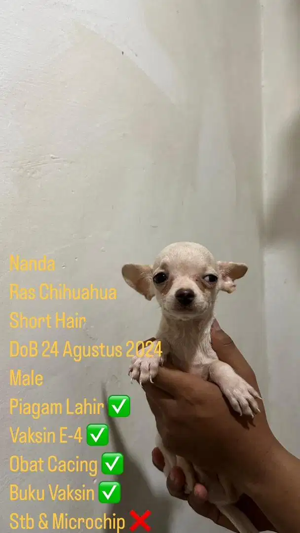 Jual Anjing Chihuahua - Puppy