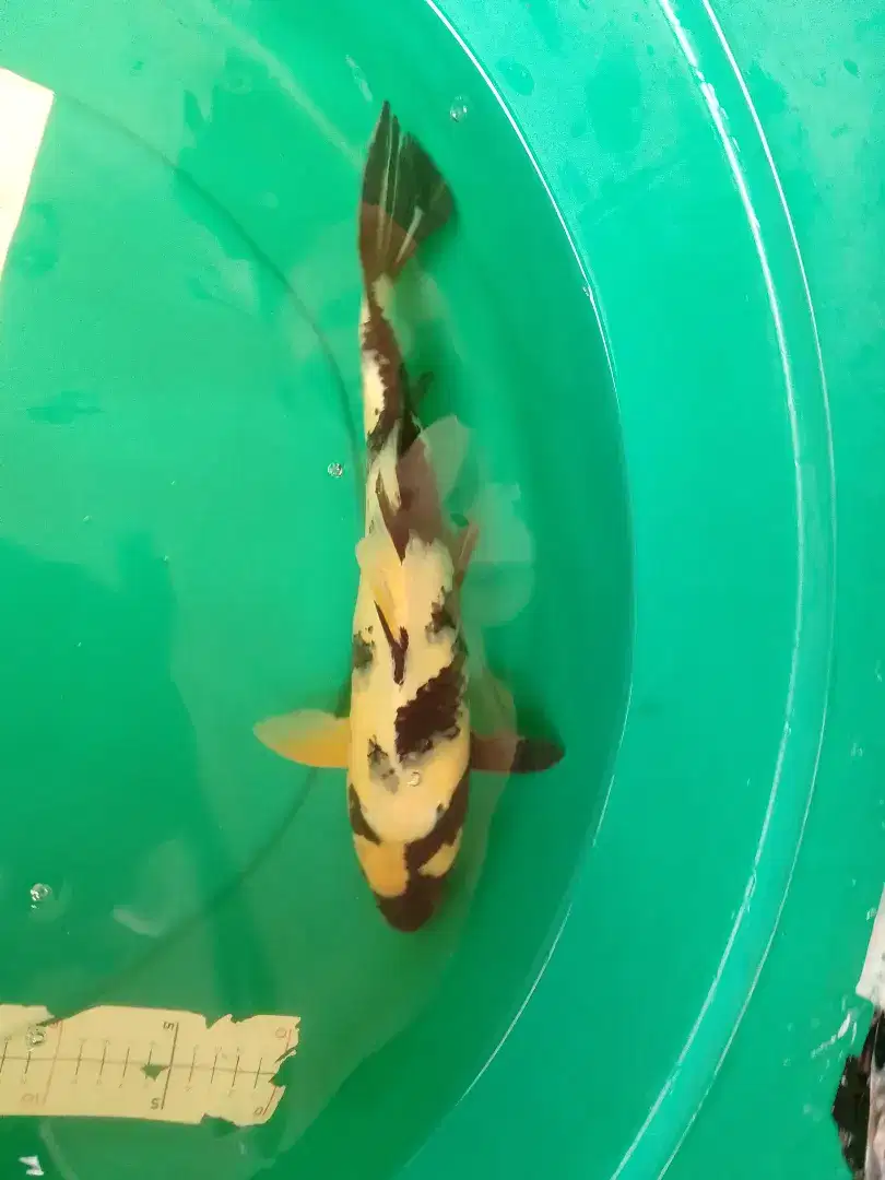 Ikan koi jenis Shiro 36cm
