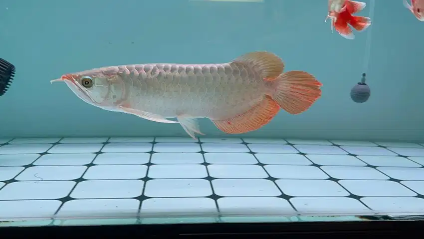 Arowana / arwana super red ITL 30cm up