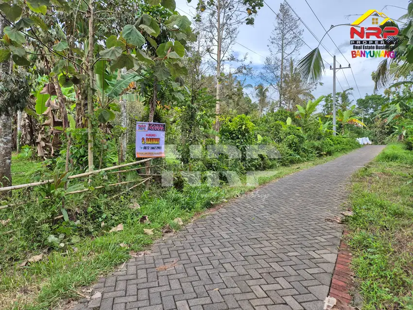 Dijual Tanah Kebun Durian di Licin - Banyuwangi