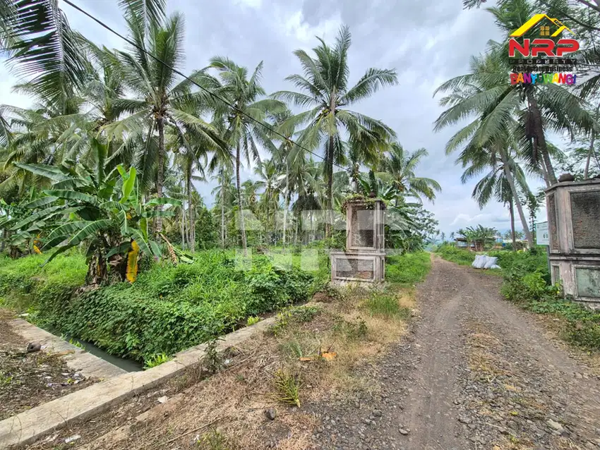 Dijual Tanah Kebun Kelapa di Jl. Macan Putih, Kabat - Banyuwangi