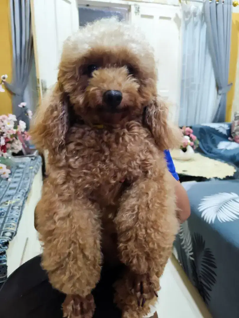 Dog poodle lucu dan pintar