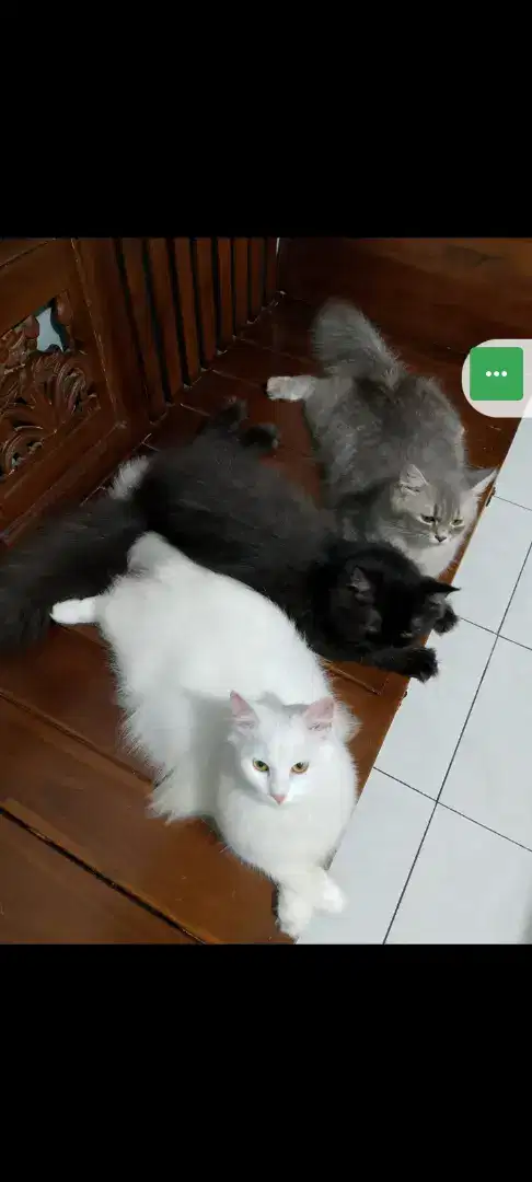 Kitten Persia dan Indukan Murah