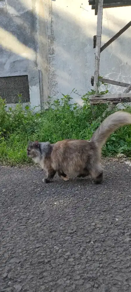 Lepas Adop Persia Long Hair