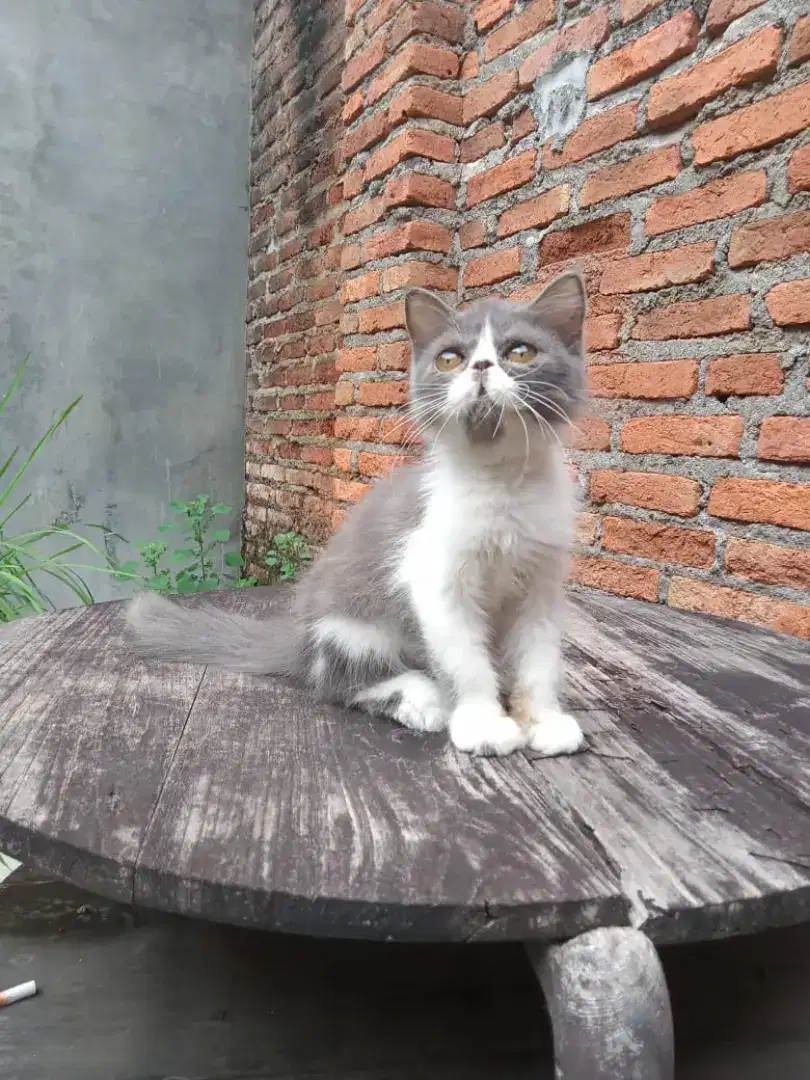 Kucing persia peaknose betina 2,5 bulan sehat aktif