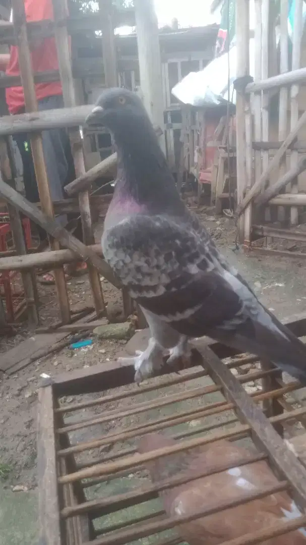 Burung merpati kolong