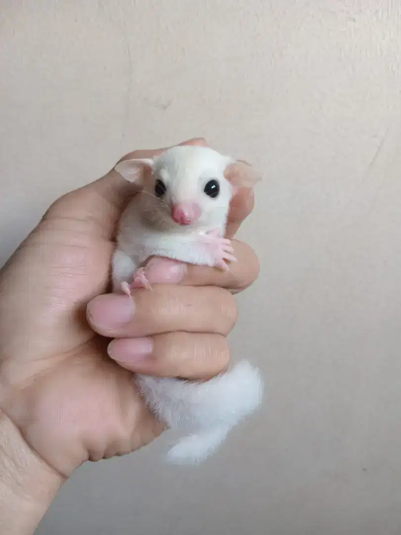 SUGAR GLIDER LEUCISTIC JOEY