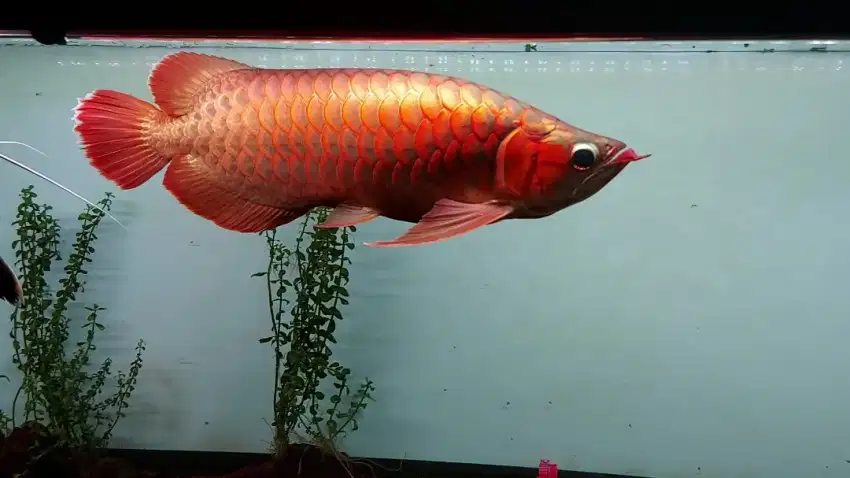 Ikan Arwana Super Red