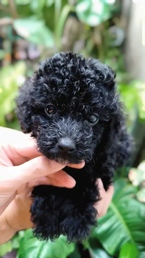 Jual anak anjing toy poodle black betina - female