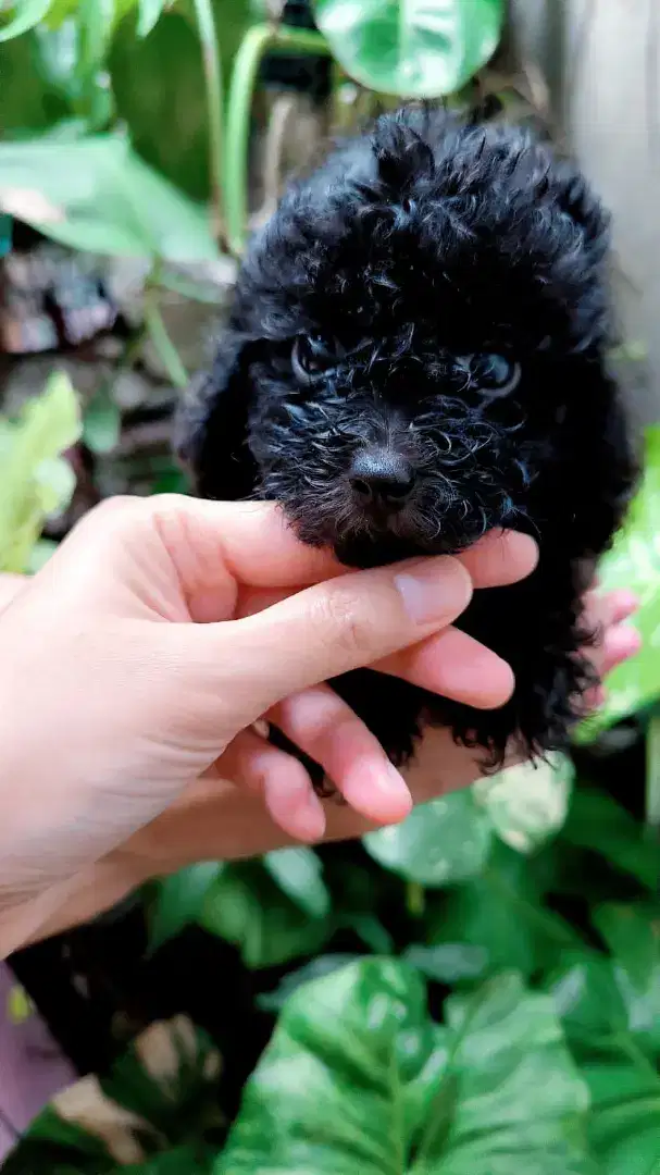 Jual anak anjing Toy Poodle black jantan- Male 1