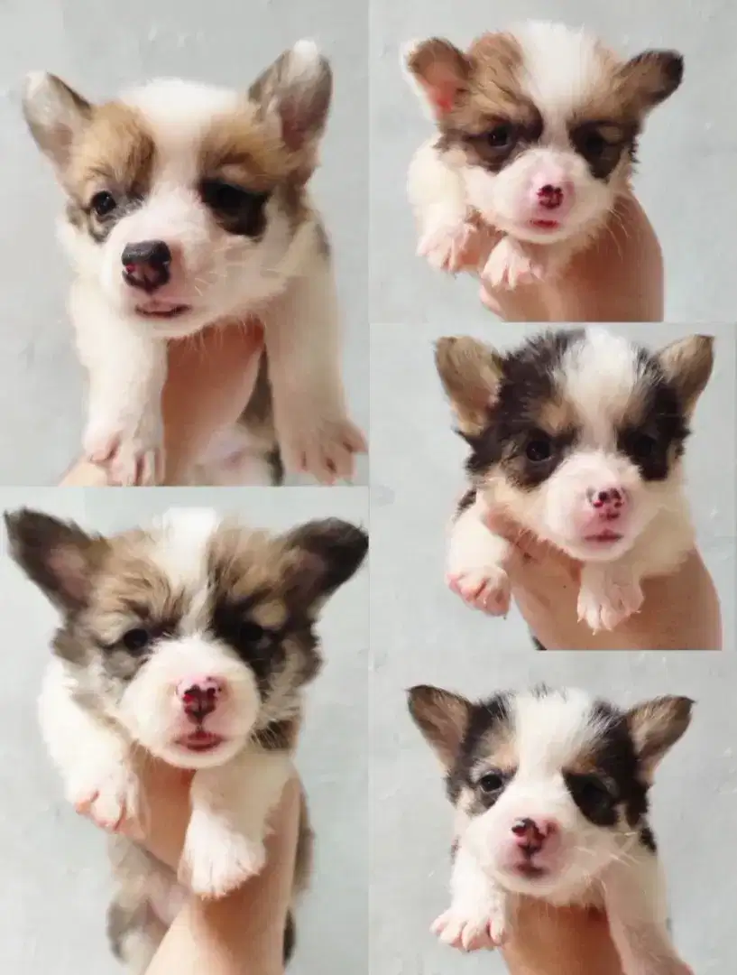 TURUN HARGA! Anak Anjing Corgy/Corgi Stb, Vaksin, Chip, Good Bloodline