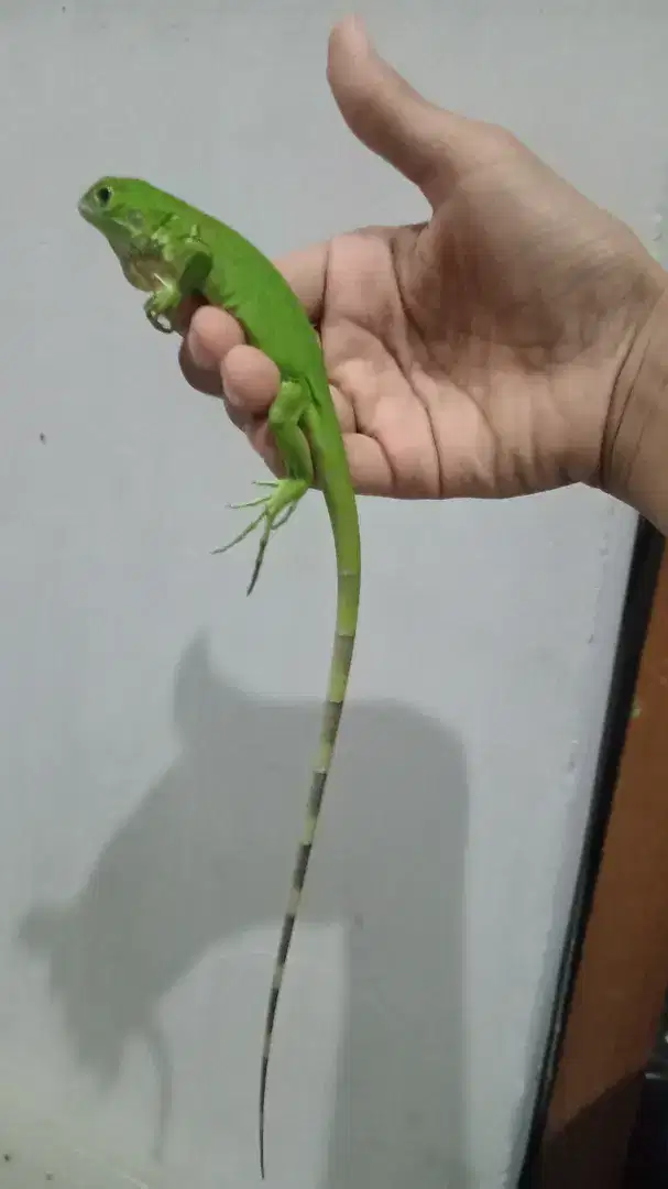 Jual iguana green sehat