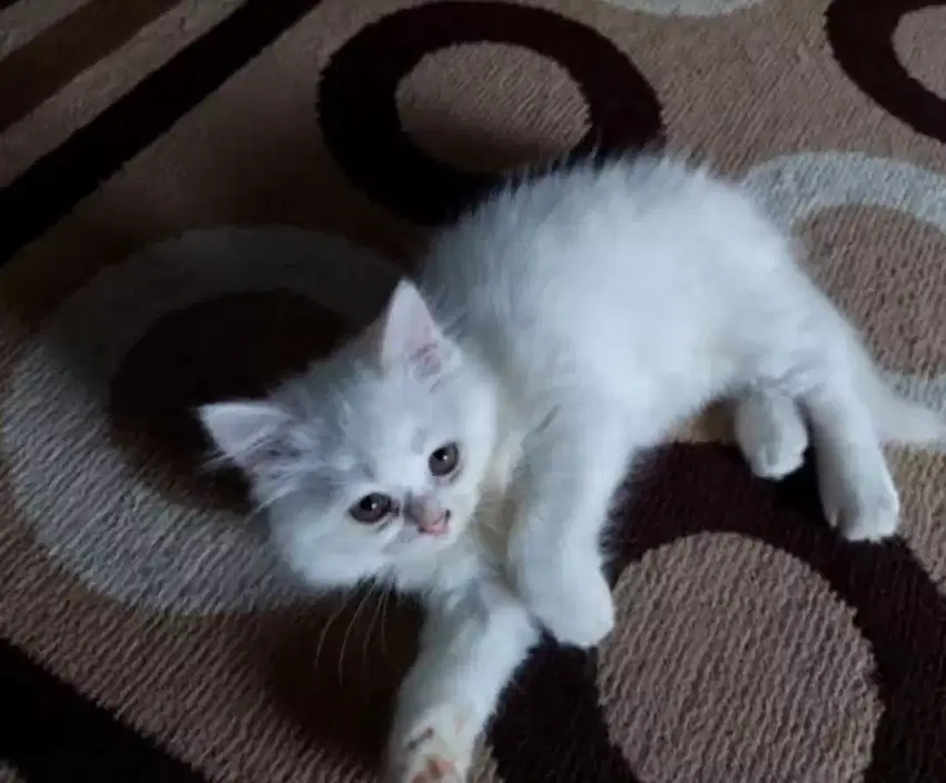 Kitten longhair