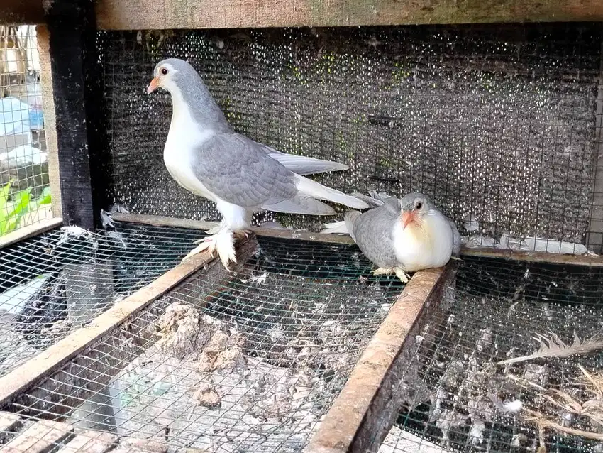 Burung Merpati Lahore Silver