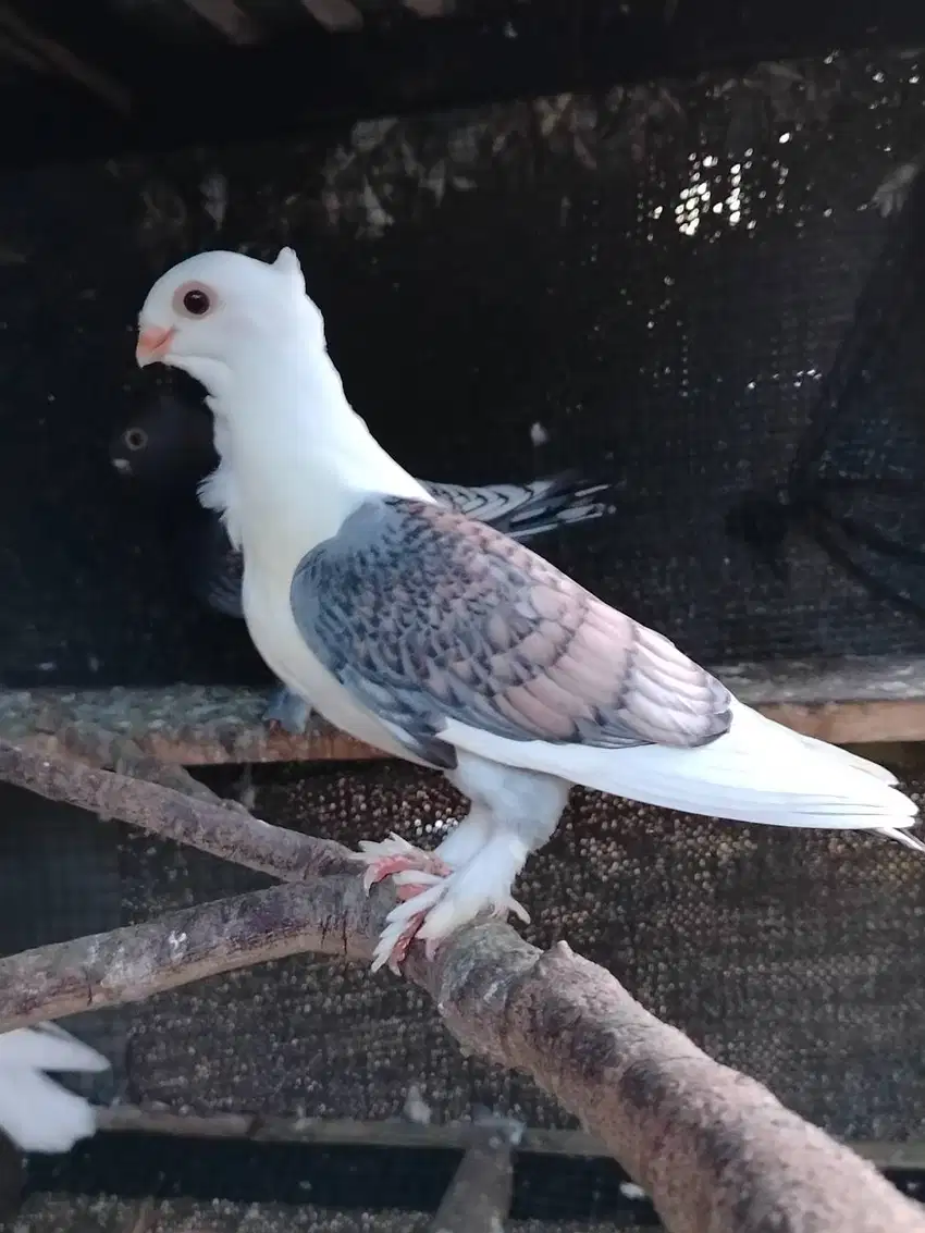 Burung Merpati Santinet, Blondinet