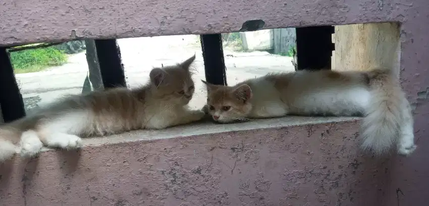 Sepasang anak kucing persia 4 bulan