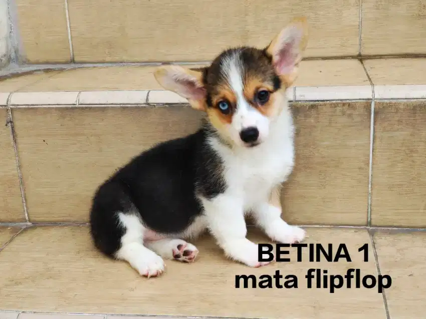 Jual anakan corgi Murah