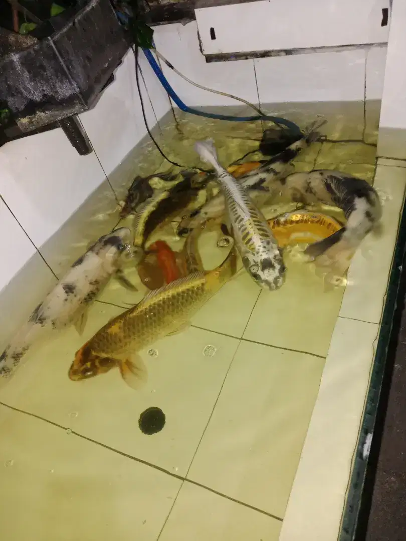 Jual borongan ikan koi up 30 cm