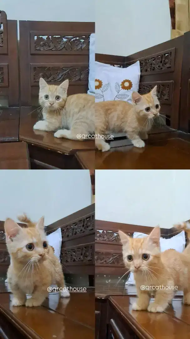 KUCING MUNCHKIN JANTAN 4 BULAN