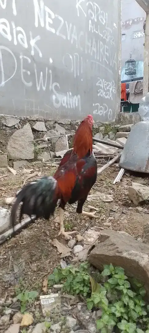 Ayam bangkok sisik ubed