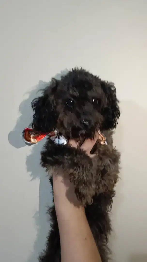 Calon Indukan Toy Poodle