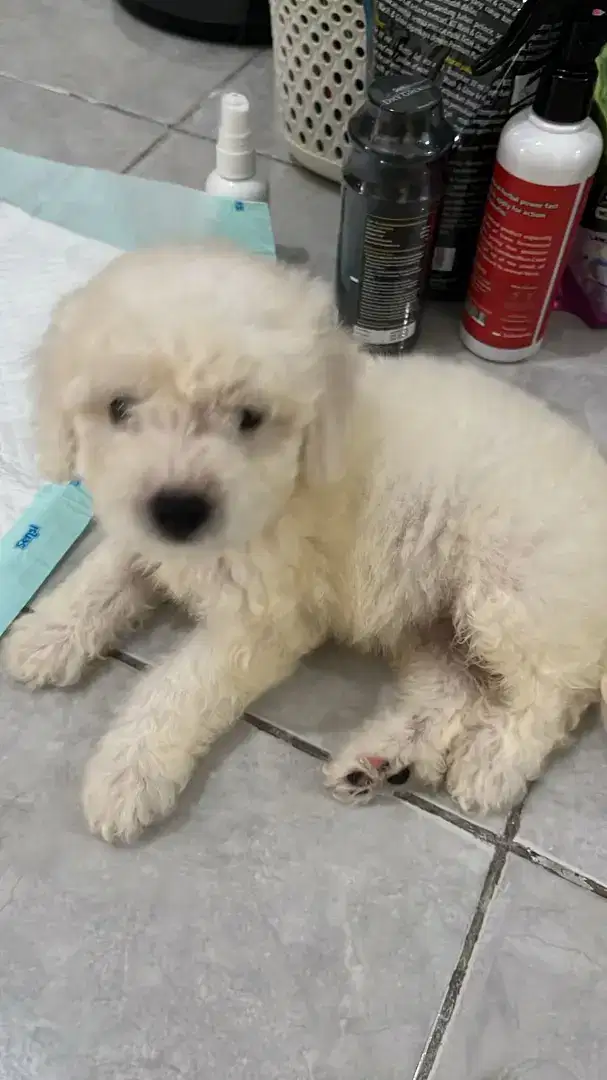 Dijual cepat puppy bichon