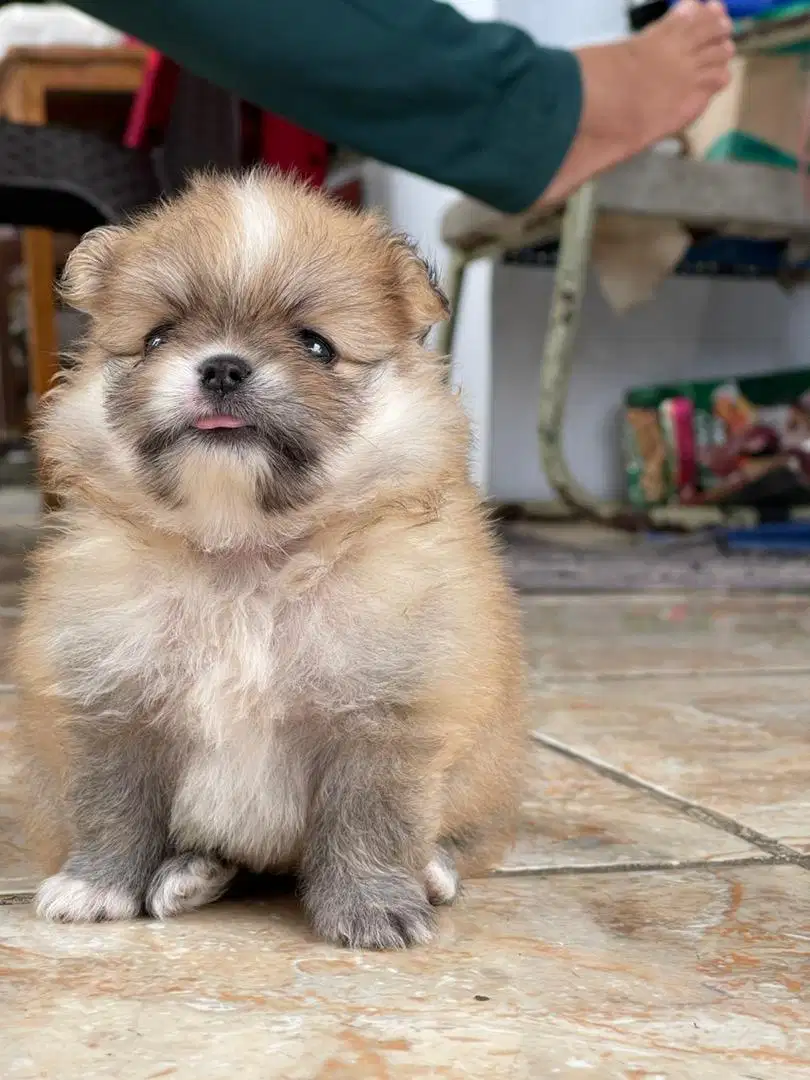 Anakan Mini Pom Betina pomeranian