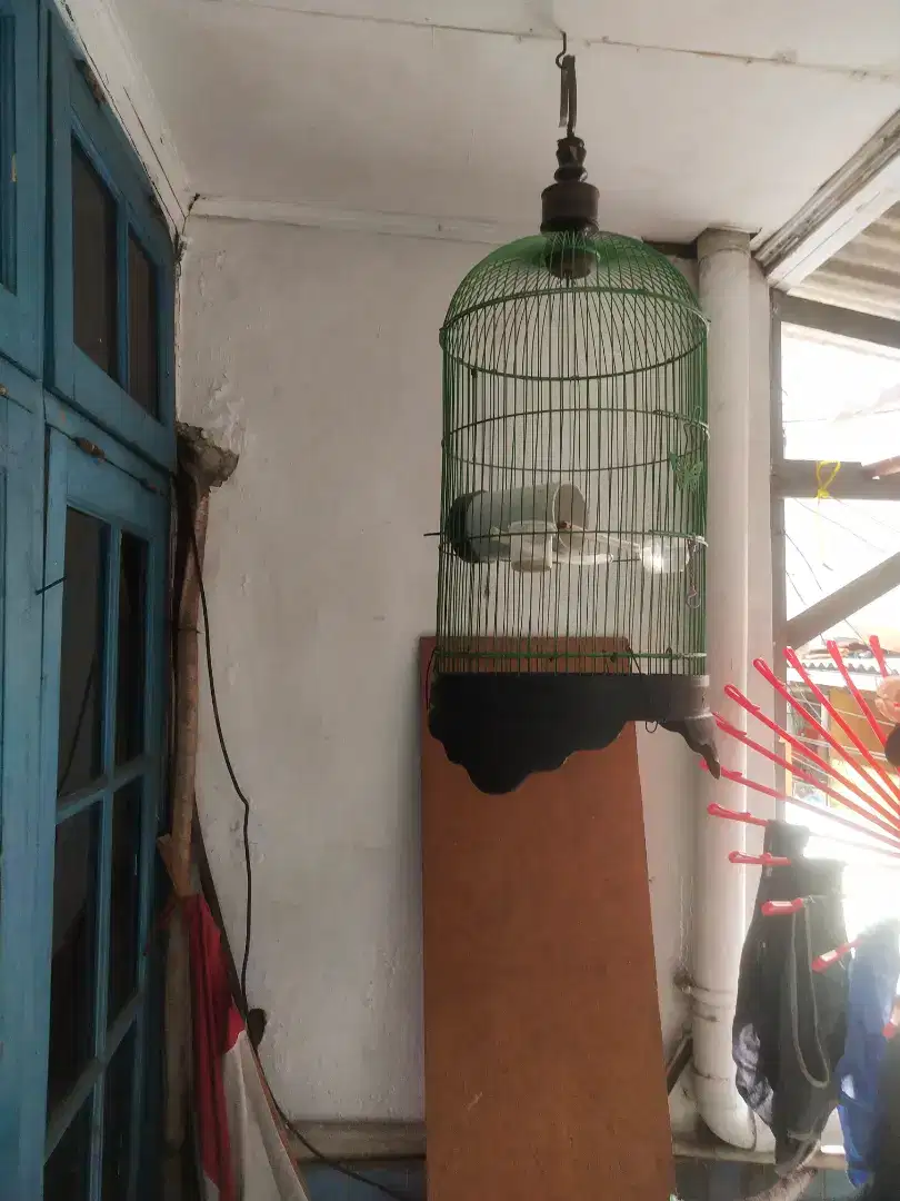 jual burung lovebird full set