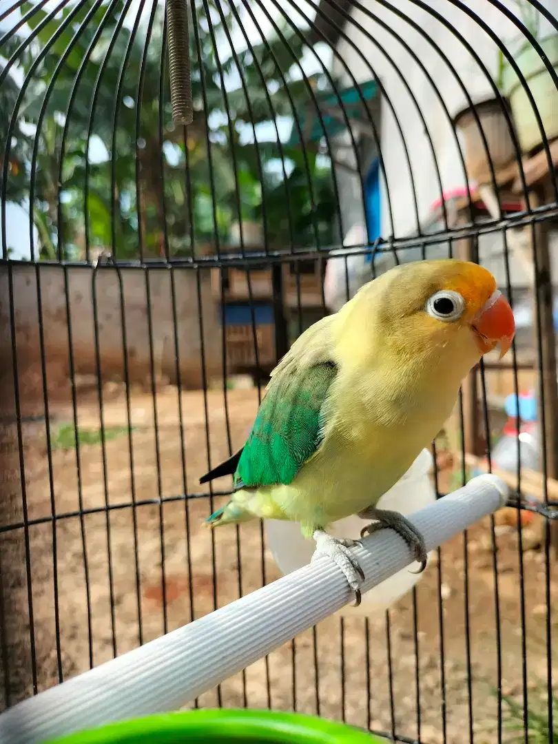 Burung lovebird (sudah bisa ngekek) sama kandang