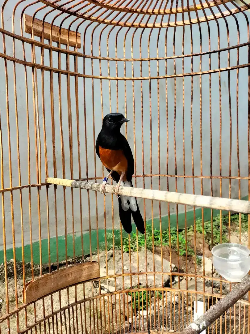 Burung murai batu (berkicau) sama kandang